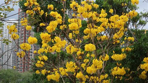 黃鐘花風水|香港賞花好去處2024